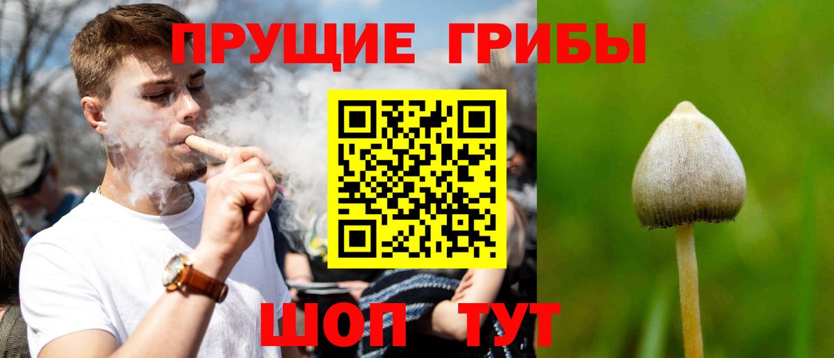 Псилоцибиновые грибы Cubensis  Вход с VPN  Ставрополь 